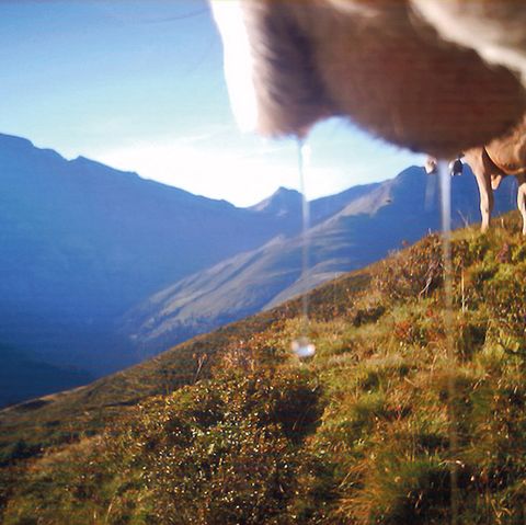 Safiental, Birke