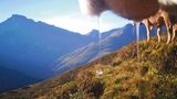 Safiental, Birke