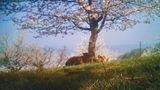 Baselland, Sofie