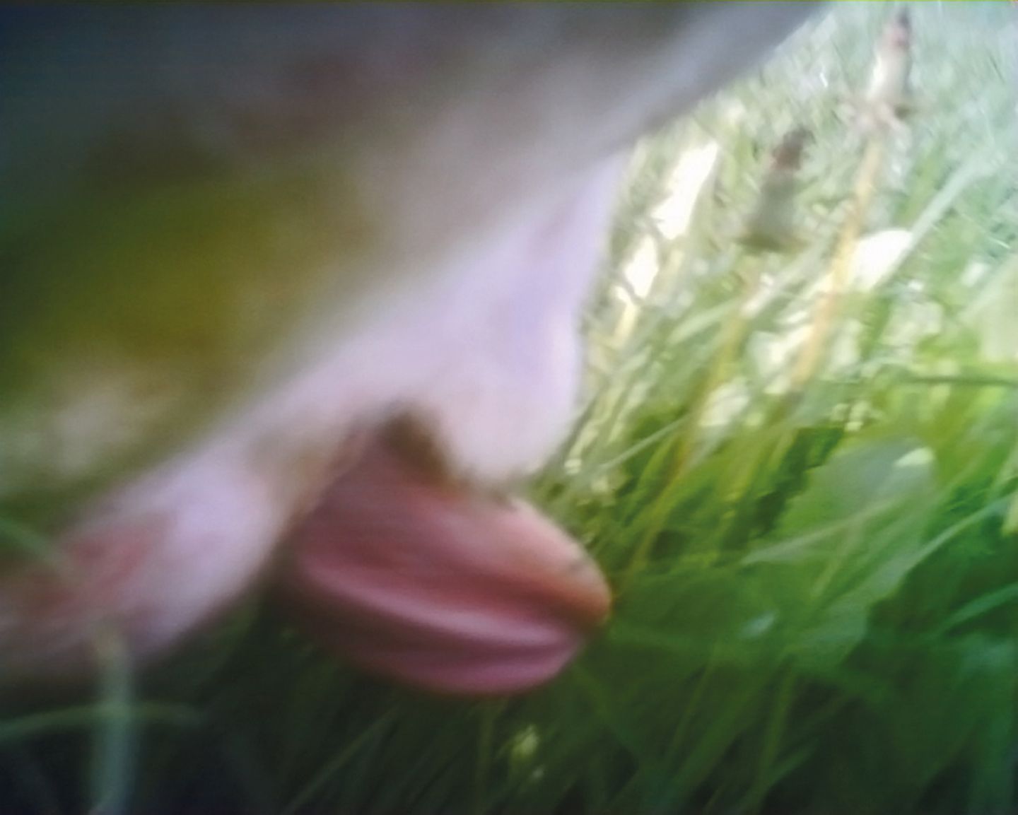Linthebene, Fink