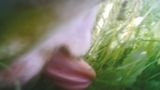 Linthebene, Fink