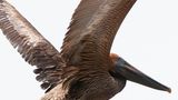 Eine Million tote Vögel