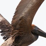 Eine Million tote Vögel