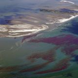 Gigantische Flächen verseucht