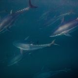 Schäden bei Fischembryonen