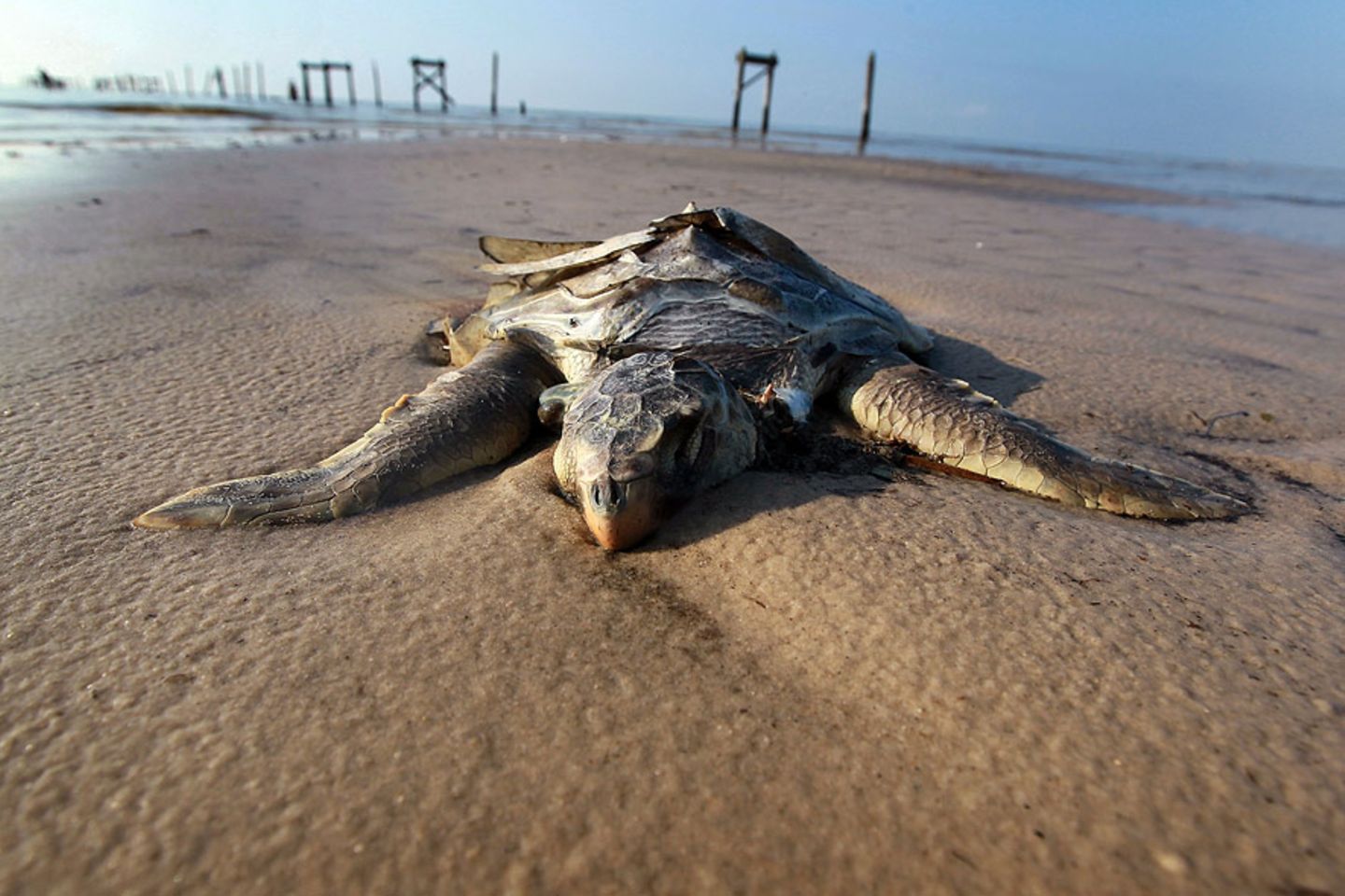 Tote Meeresschildkröten