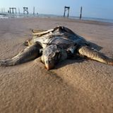 Tote Meeresschildkröten