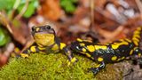 Feuersalamander