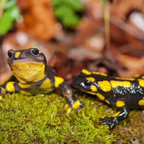 Feuersalamander