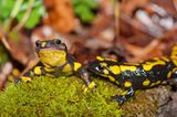 Feuersalamander