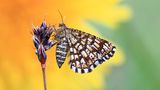 GEO Leserfoto: Die besten Leserfotos: Mai 2015 - Bild 11