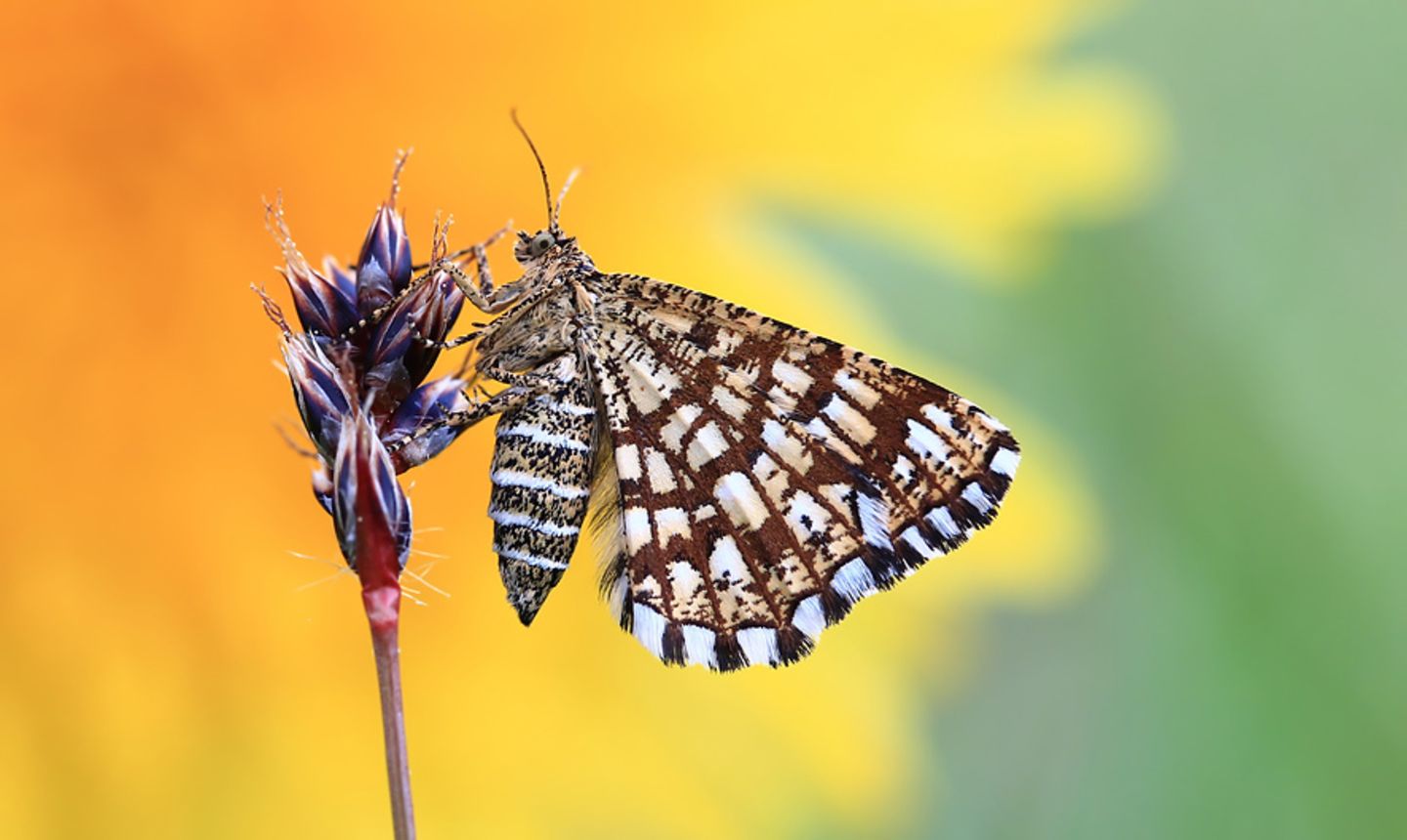 GEO Leserfoto: Die besten Leserfotos: Mai 2015 - Bild 11
