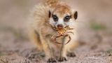 Erdmännchen