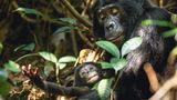 Bonobos
