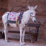 Vier Pfoten: Jordanien: Hilfsprojekt für Esel und Pferde - Bild 17