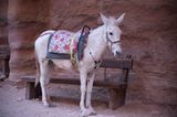 Vier Pfoten: Jordanien: Hilfsprojekt für Esel und Pferde - Bild 17