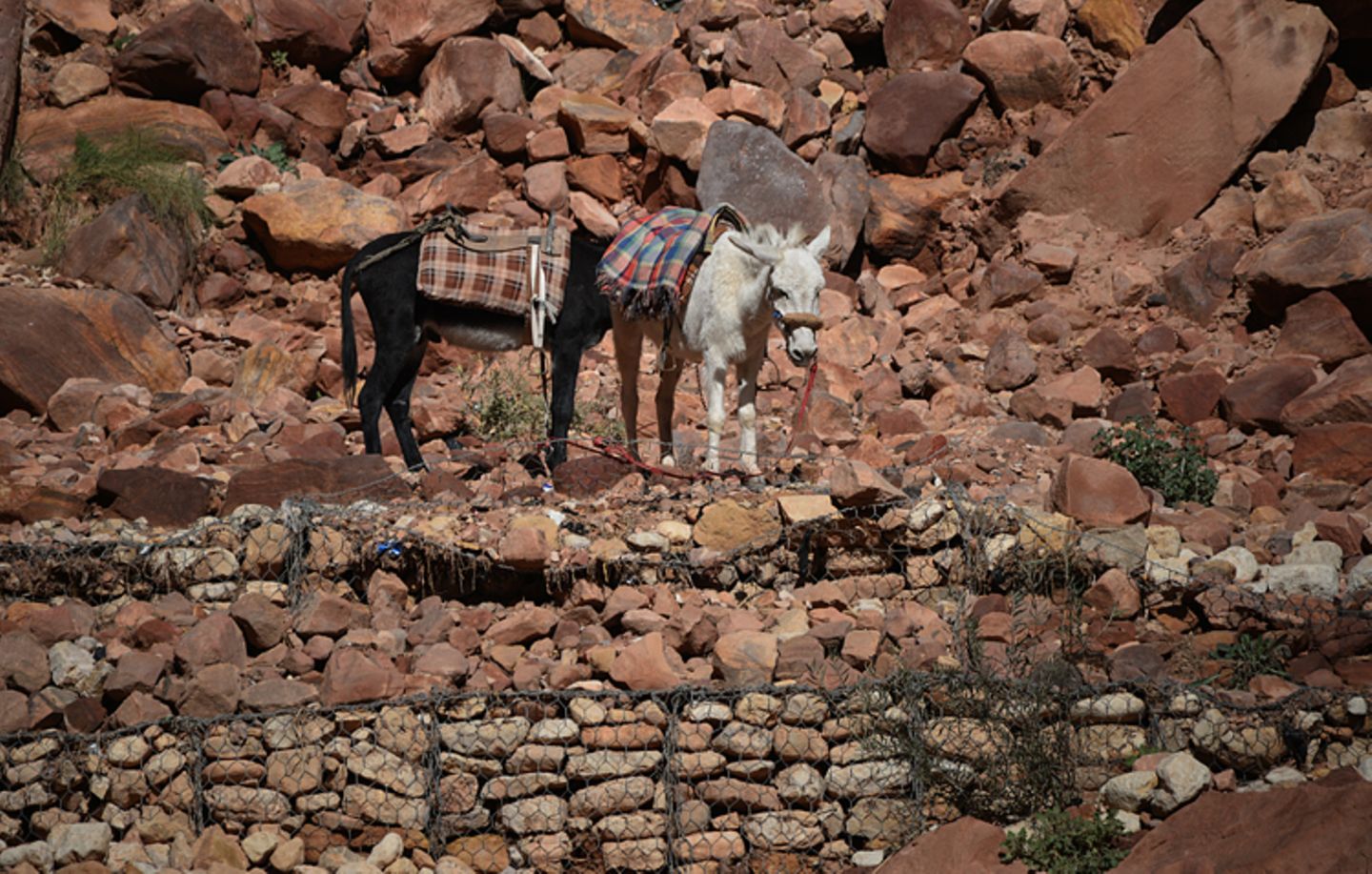 Vier Pfoten: Jordanien: Hilfsprojekt für Esel und Pferde - Bild 3