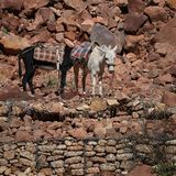 Vier Pfoten: Jordanien: Hilfsprojekt für Esel und Pferde - Bild 3