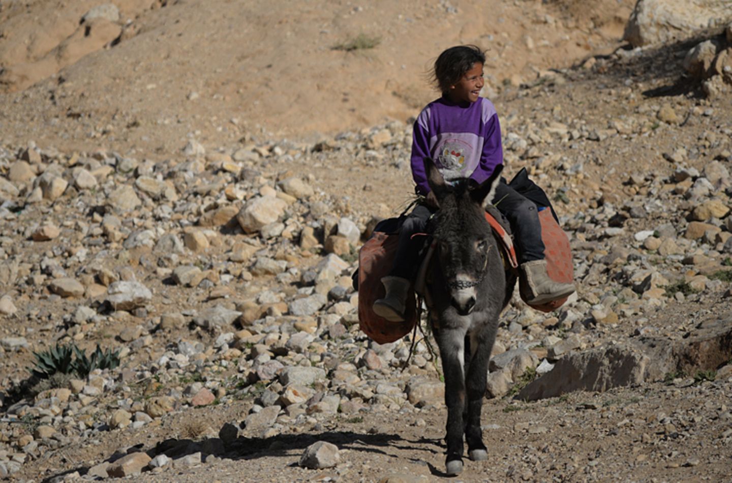 Vier Pfoten: Jordanien: Hilfsprojekt für Esel und Pferde - Bild 4