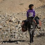 Vier Pfoten: Jordanien: Hilfsprojekt für Esel und Pferde - Bild 4