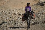 Vier Pfoten: Jordanien: Hilfsprojekt für Esel und Pferde - Bild 4