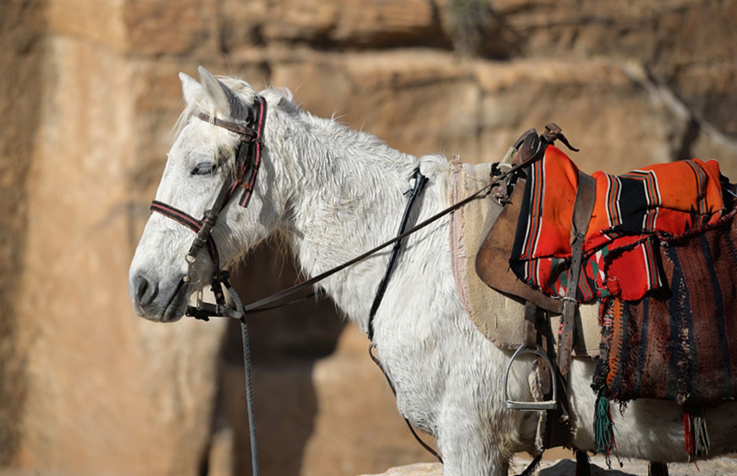 Vier Pfoten: Jordanien: Hilfsprojekt für Esel und Pferde - Bild 5