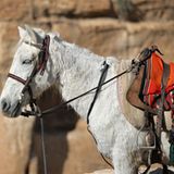 Vier Pfoten: Jordanien: Hilfsprojekt für Esel und Pferde - Bild 5