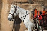 Vier Pfoten: Jordanien: Hilfsprojekt für Esel und Pferde - Bild 5