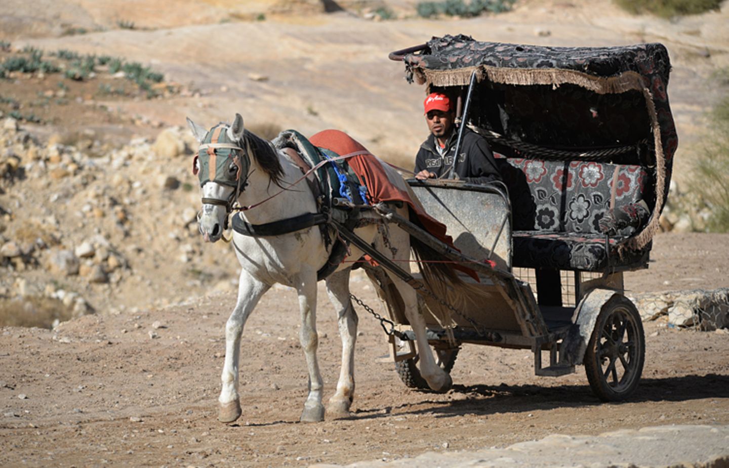 Vier Pfoten: Jordanien: Hilfsprojekt für Esel und Pferde - Bild 6
