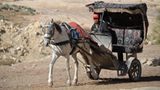 Vier Pfoten: Jordanien: Hilfsprojekt für Esel und Pferde - Bild 6