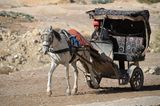 Vier Pfoten: Jordanien: Hilfsprojekt für Esel und Pferde - Bild 6