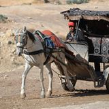 Vier Pfoten: Jordanien: Hilfsprojekt für Esel und Pferde - Bild 6