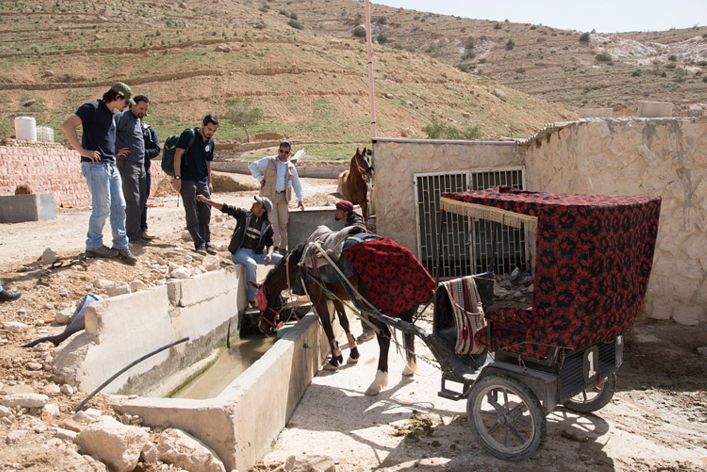 Vier Pfoten: Jordanien: Hilfsprojekt für Esel und Pferde - Bild 8