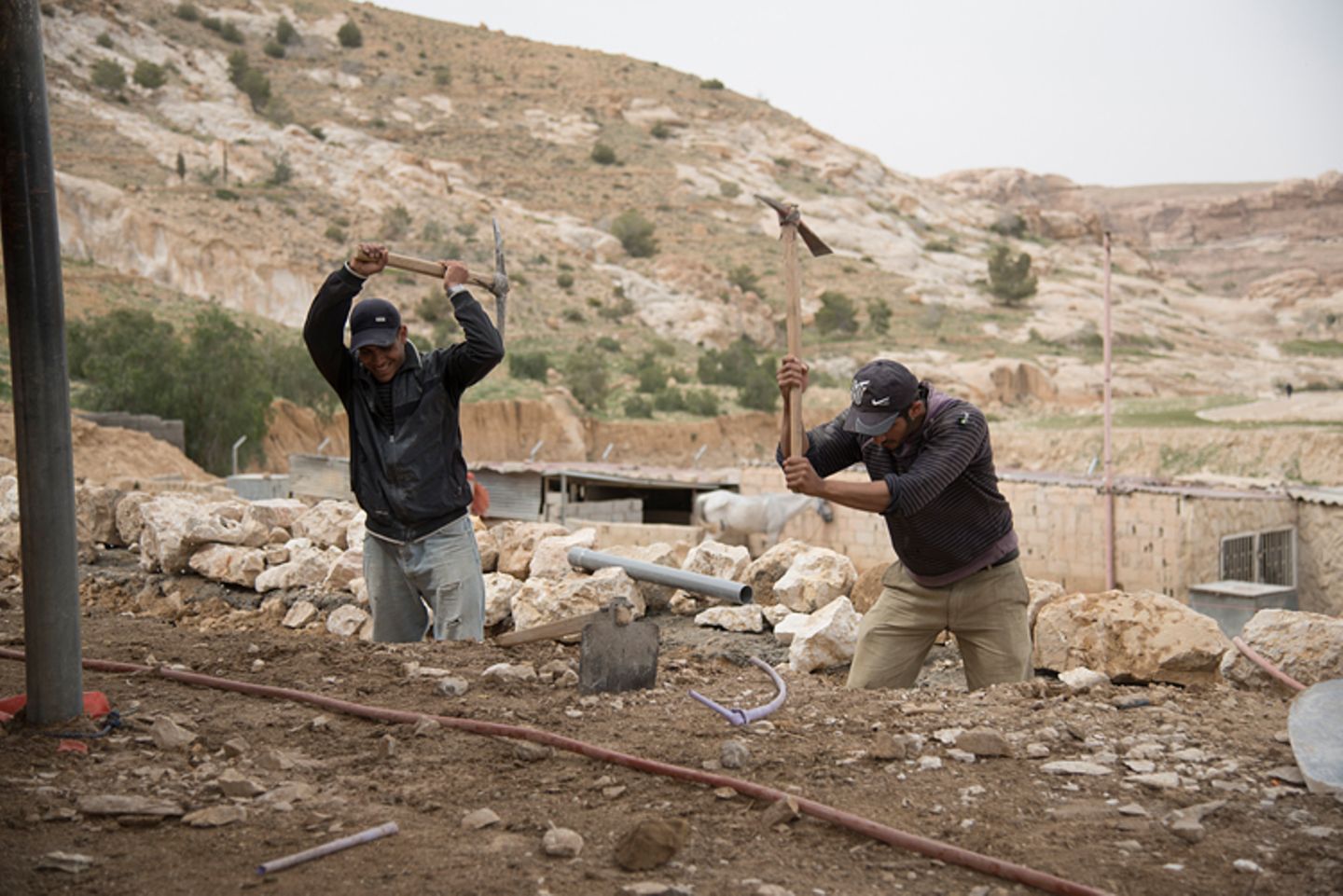 Vier Pfoten: Jordanien: Hilfsprojekt für Esel und Pferde - Bild 9