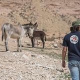 Vier Pfoten: Jordanien: Hilfsprojekt für Esel und Pferde - Bild 10