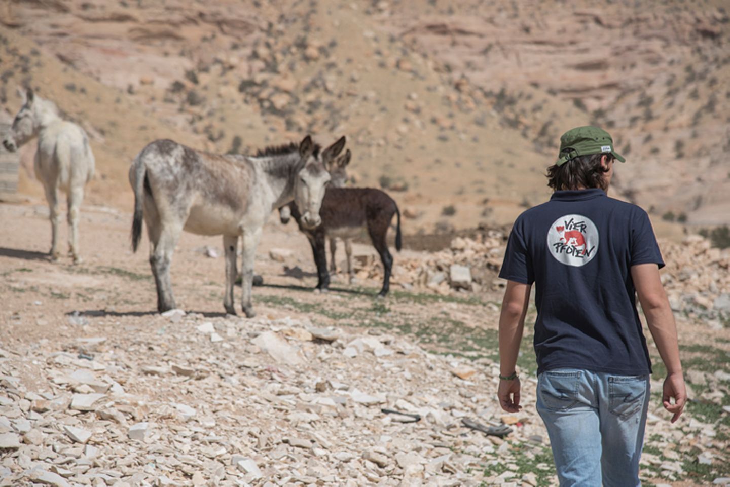 Vier Pfoten: Jordanien: Hilfsprojekt für Esel und Pferde - Bild 10