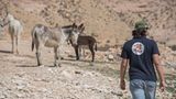 Vier Pfoten: Jordanien: Hilfsprojekt für Esel und Pferde - Bild 10