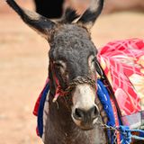 Vier Pfoten: Jordanien: Hilfsprojekt für Esel und Pferde - Bild 12