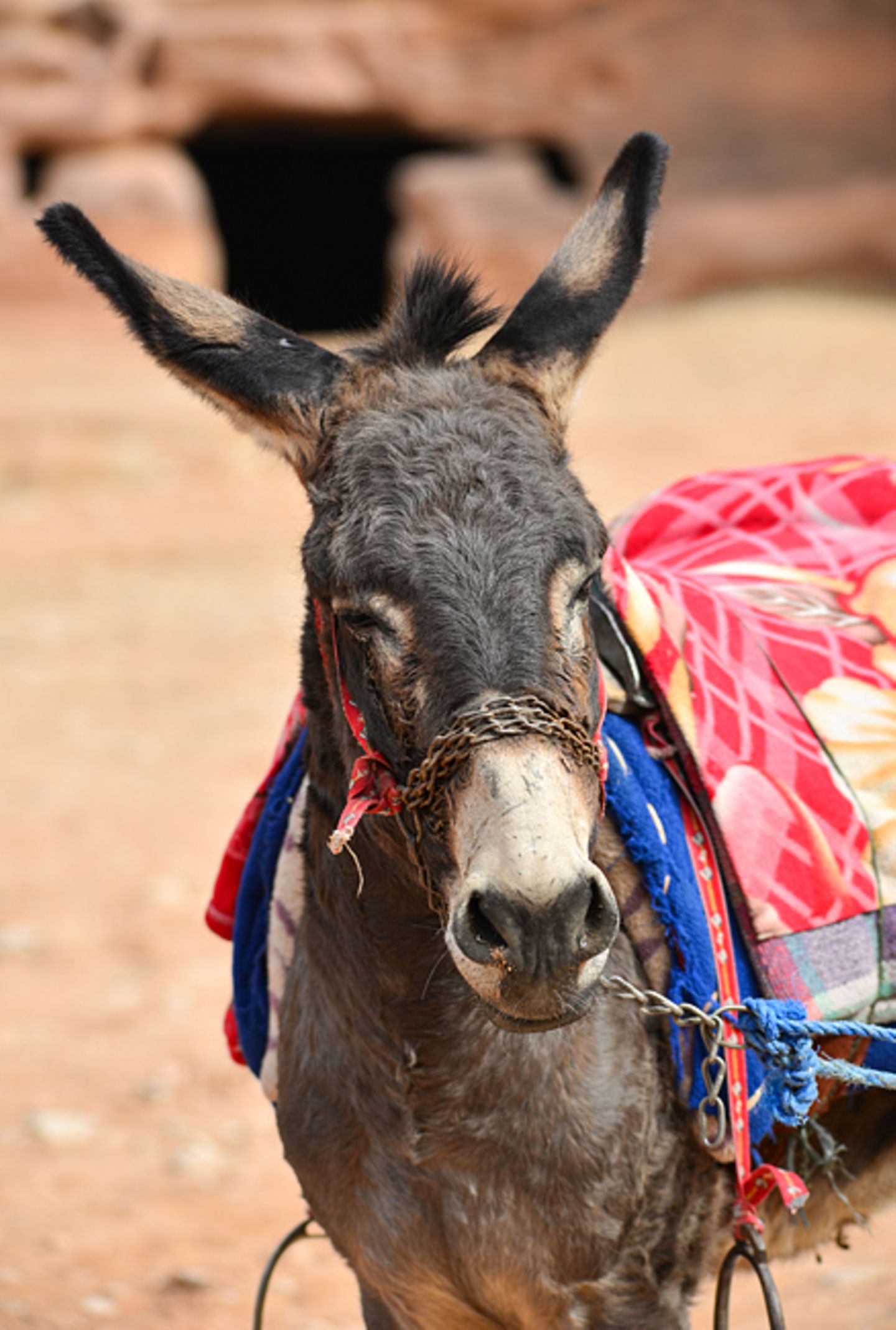 Vier Pfoten: Jordanien: Hilfsprojekt für Esel und Pferde - Bild 12