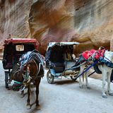 Vier Pfoten: Jordanien: Hilfsprojekt für Esel und Pferde - Bild 13