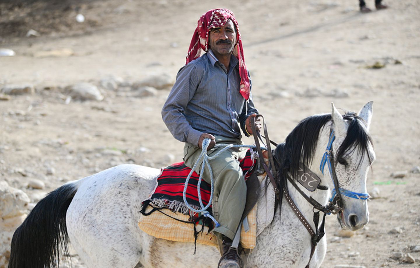 Vier Pfoten: Jordanien: Hilfsprojekt für Esel und Pferde - Bild 14