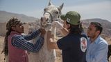 Vier Pfoten: Jordanien: Hilfsprojekt für Esel und Pferde - Bild 18