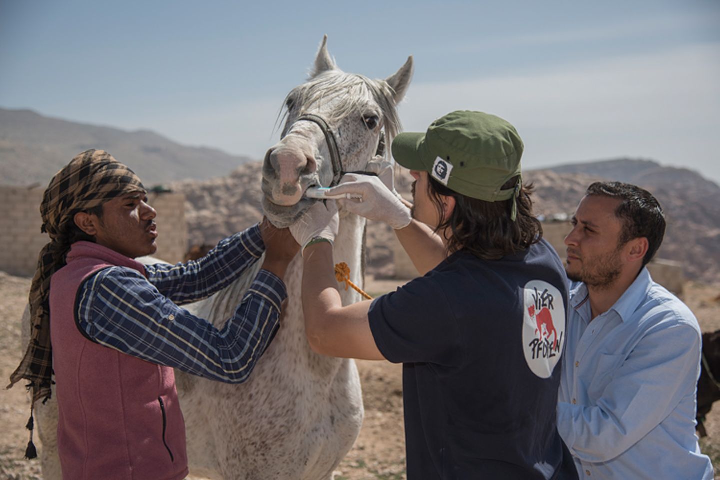Vier Pfoten: Jordanien: Hilfsprojekt für Esel und Pferde - Bild 18