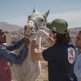 Vier Pfoten: Jordanien: Hilfsprojekt für Esel und Pferde - Bild 18