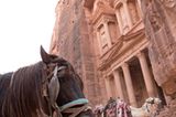Vier Pfoten: Jordanien: Hilfsprojekt für Esel und Pferde - Bild 19
