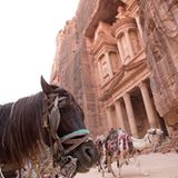 Vier Pfoten: Jordanien: Hilfsprojekt für Esel und Pferde - Bild 19