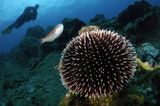 Seeigel