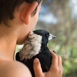 Die Geschichte des Penguin Bloom