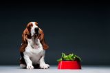 Dürfen Vegetarier auch ihre Hunde oder Katzen ohne Fleisch ernähren?