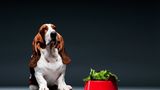 Dürfen Vegetarier auch ihre Hunde oder Katzen ohne Fleisch ernähren?